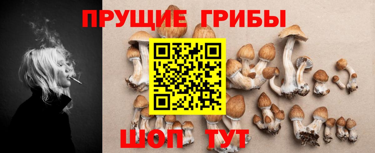 Галлюциногенные грибы Psilocybe Котлас